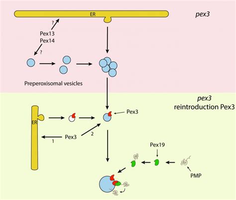 Figure 2 De novo peroxisome biogenesis