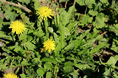 Dandelion Plant - Living Awareness Institute