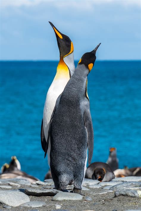 Emperor Penguins : Amazing things to know about these Iconic Birds ...