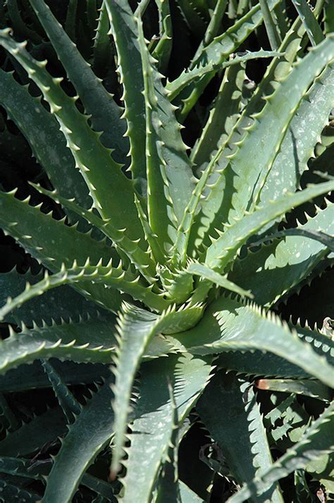 Hedgehog Aloe - Buchanan's Native Plants