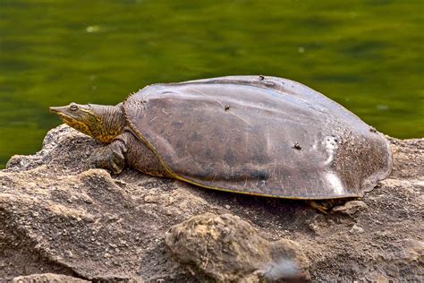 Creature feature: The more vulnerable spiny softshell turtle | Forest ...