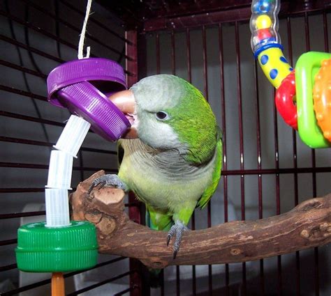 Parrot Enrichment | Parakeet toys, Homemade bird toys, Cockatiel toys