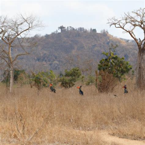 Ground Hornbill: Majestic Birds of the Savanna