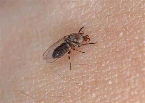 Do Fleas Have Wings? How Fleas Get Around (+7 Bugs That Look Like Fleas) » The Buginator