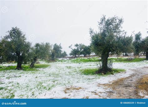 Snow in the Galilee stock image. Image of nature, farming - 48680339