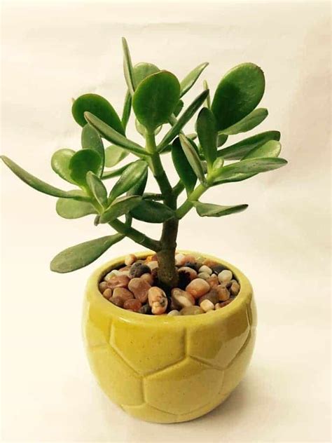 Jade Plant Care (Crassula ovata) | Sublime Succulents