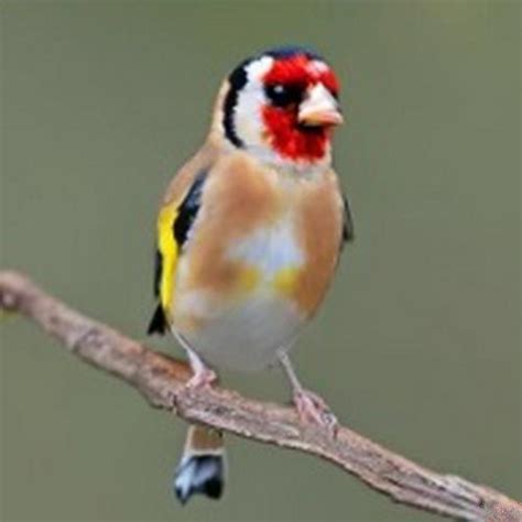 New Jersey State Bird - Learn About the Eastern Goldfinch