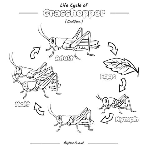 Premium Vector | Coloring page grasshopper life cycle