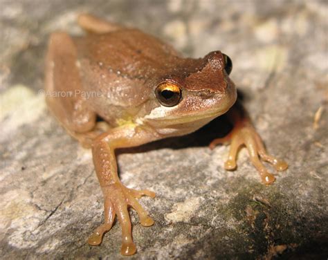 Southern Brown Tree Frog (Litoria ewingi) | Southern Brown T… | Flickr