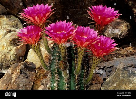 Echinopsis hybrid cactus cacti Cactaceae plant plants flower flowers ...