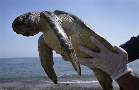 Leatherback Turtle Eating Plastic Bags