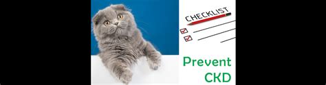 Checklist for Preventing CKD in Cats