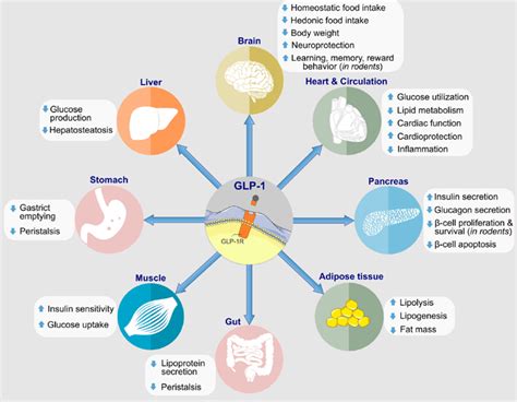 Evolution of GLP‐1 Receptor Agonists for Diabetes Treatment | Biopharma PEG