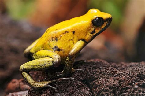 16 Poisonous Frogs That Are Beautiful but Deadly