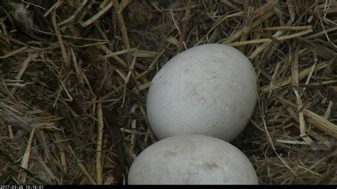 ’Breaking’ News: Bald Eagle Egg Begins to Hatch LIVE on the DC Eagle Cam at the National Arboretum