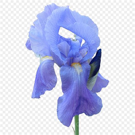 Blue Iris PNG Transparent, Light Blue Iris Flower On Transparent Background, Fresh, Purple ...