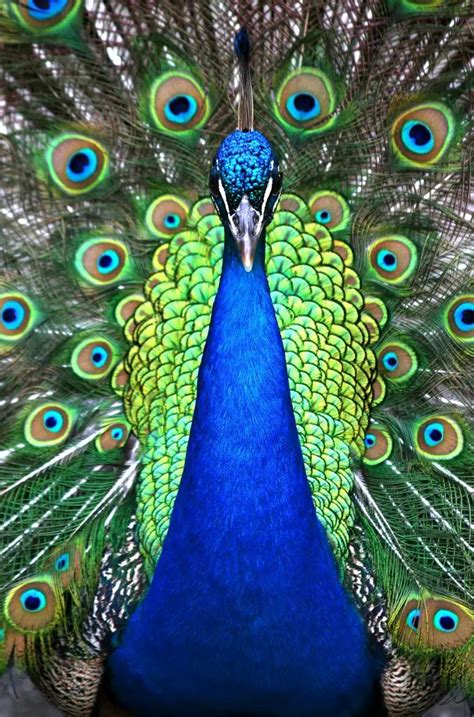 Peacock Symbolism and Peacock Meaning on Whats-Your-Sign