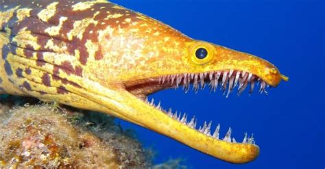 10 Deep Sea Creatures: Discover the Rarest Scariest Animals Beneath the Seas! - A-Z Animals