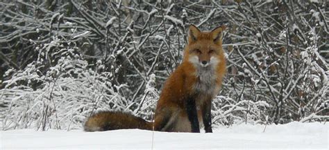 Red Fox | Vermont Fish & Wildlife Department