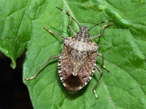 Invasive brown marmorated stink bugs found in UK for first time, threatening crops | The Independent