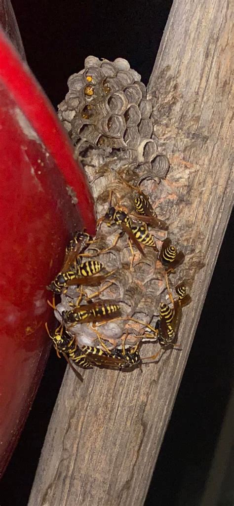 Wasps and their wasp honey (short story in comments) : r/interestingasfuck