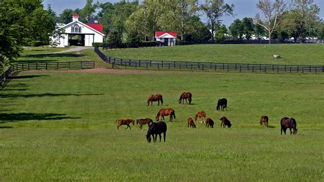 Breeding – Classic Champion Thoroughbreds