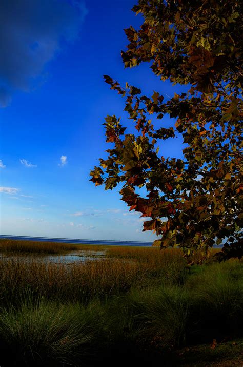 Central Florida Fall Foliage Photograph by Dick Hudson - Pixels