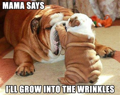 12 Dogs Who Make Wrinkles Look Good | The Dog People by Rover.com