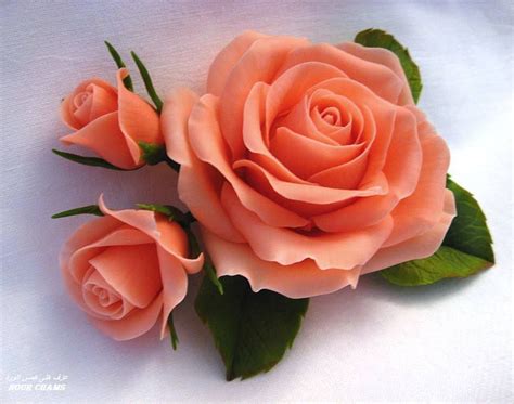 LOVELY PEACH COLORED ROSE | ROSES - PEACH COLORED | Pinterest | Peach ...