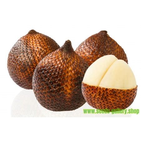 Exotic Snake Fruit Salak Seeds (Salacca edulis) - Price €7.00