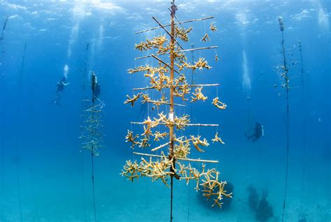 Cultivating super corals alone is unlikely to protect coral reefs from climate change - Coral ...