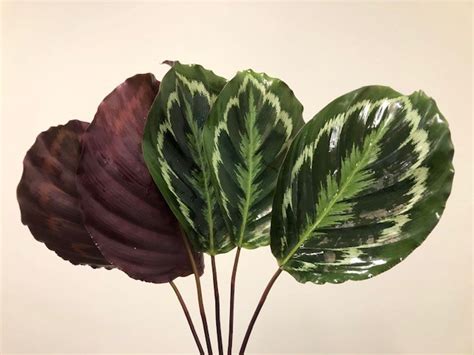 calathea medallion - US Greens