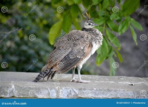 Young peacock standing stock image. Image of male, tail - 60144551