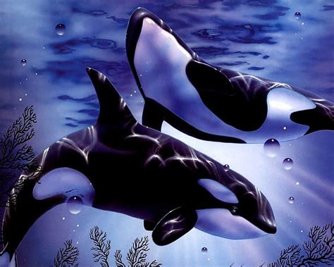 720P free download | Orca's swimming, whales, art, water, orca, HD ...