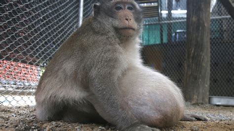 Thailand's chunky monkey on diet after gorging on junk food | MPR News