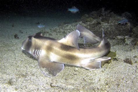 Port Jackson Shark – "OCEAN TREASURES" Memorial Library