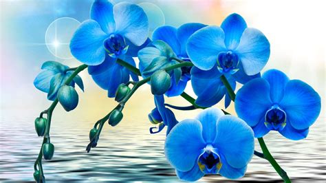 Orchids in Water Desktop Wallpapers - Top Free Orchids in Water Desktop Backgrounds ...
