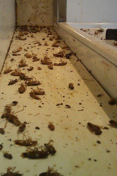 Cockroaches - Leeds, Harrogate, Otley & Ilkley - Local Pest Control