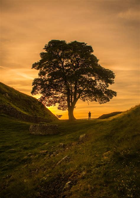 Robin Hood's Tree | Beautiful tree, Tree forest, Sunrise forest