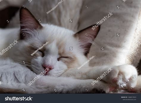 Ragdoll Ragdolls Wallpaper Cat Background Stock Photo 1388913923 ...