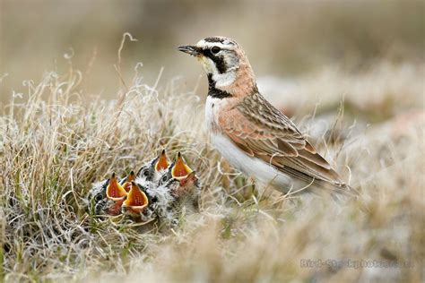 Horned Lark, Eremophila alpestris, with chicks at nest, July, Nunavut, Canada… | Chicks, Bird ...