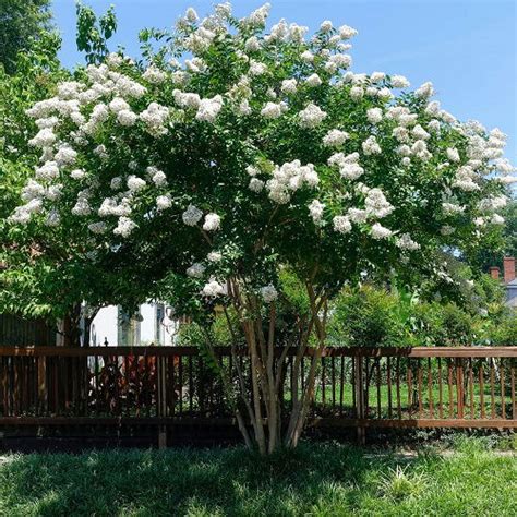 30 Beautiful Landscaping Ideas with Crepe Myrtles | Balcony Garden Web