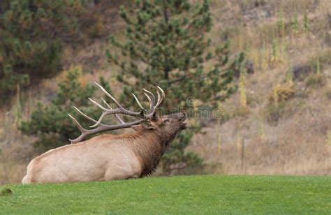 Bull Elk Bedded Bugling stock image. Image of wildlife - 61764051