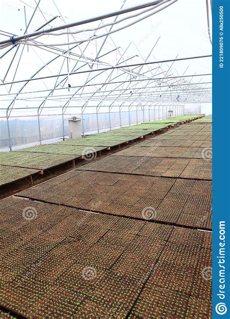 Greenhouse with Vegetable Crops. Cultivation of Agricultural Crops ...