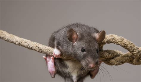 8 Sounds That’ll Scare Rats (And Keep Them Away) - Pest Pointers