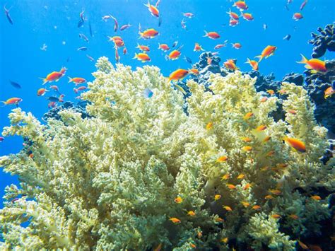 Colourful Marine Life in Red Sea, Egypt, Dahab. Stock Photo - Image of ...