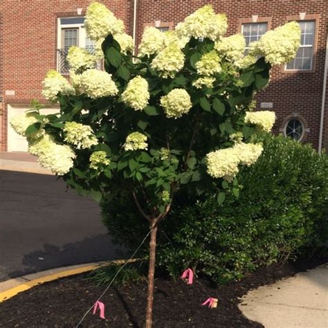 Hydrangea Panicle Little Lime Tree #10 - Ted Lare - Design & Build