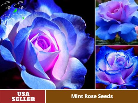 30 Rare Seed-blues Blue Rose Seeds Perennial authentic - Etsy