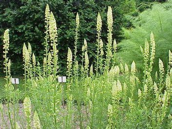 Mignonette Flower | Plants, Garden landscaping backyard, Witch garden