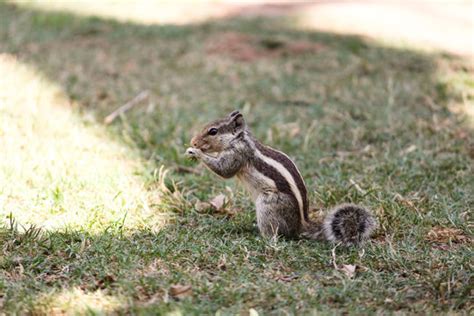 "Indian Squirrel" Images – Browse 306 Stock Photos, Vectors, and Video | Adobe Stock